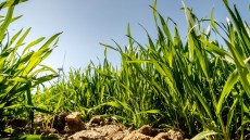 Getreide: Stabil und standsicher bis zur Ernte