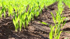 Getreide: Ungräser und Unkräuter im Herbst wirksam bekämpfen