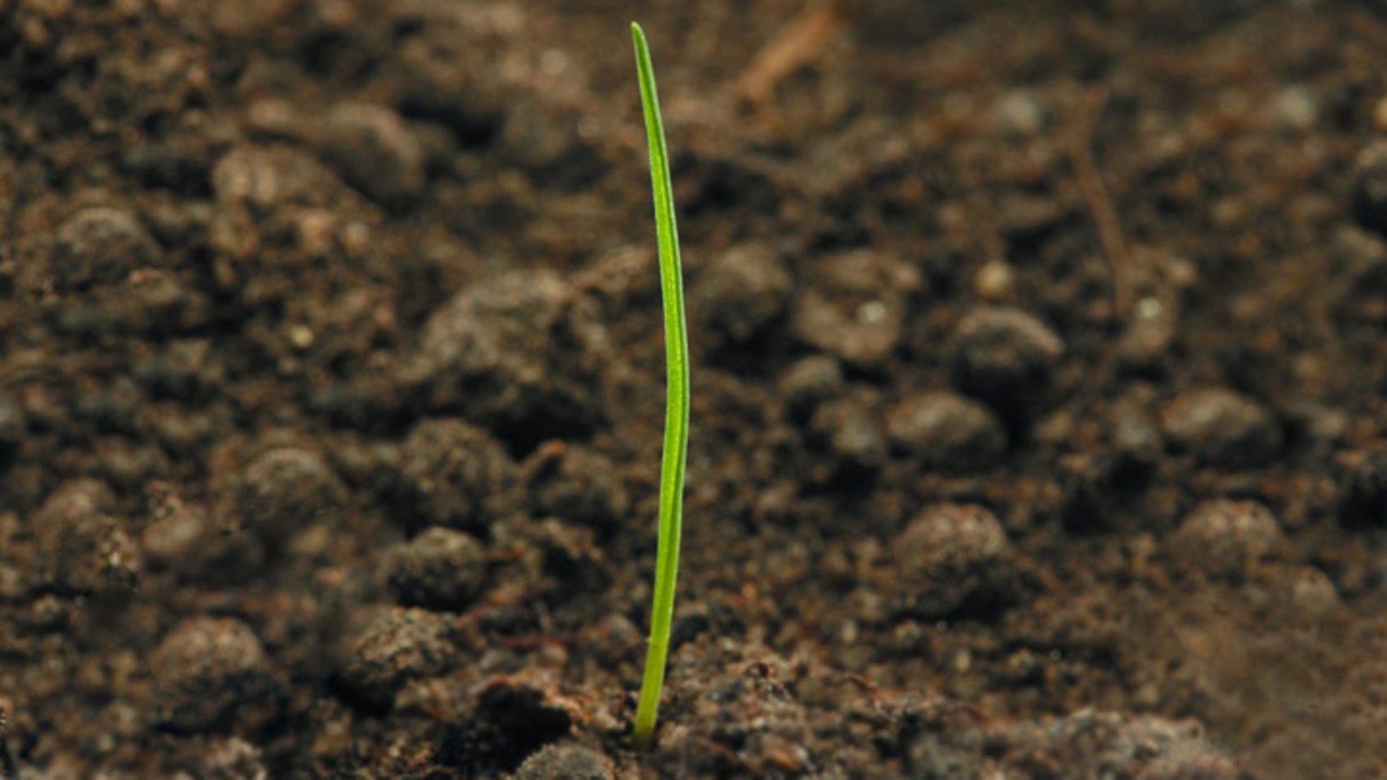 Rispe, Einjährige Agricultural Solutions