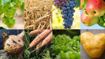 Studie: „Selbstversorgung unter Druck“