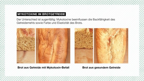 Vergleich von Broten aus Getreide mit und ohne Mykotoxin-Befall, Unterschiede in Farbe, Kruste und Elastizität sichtbar