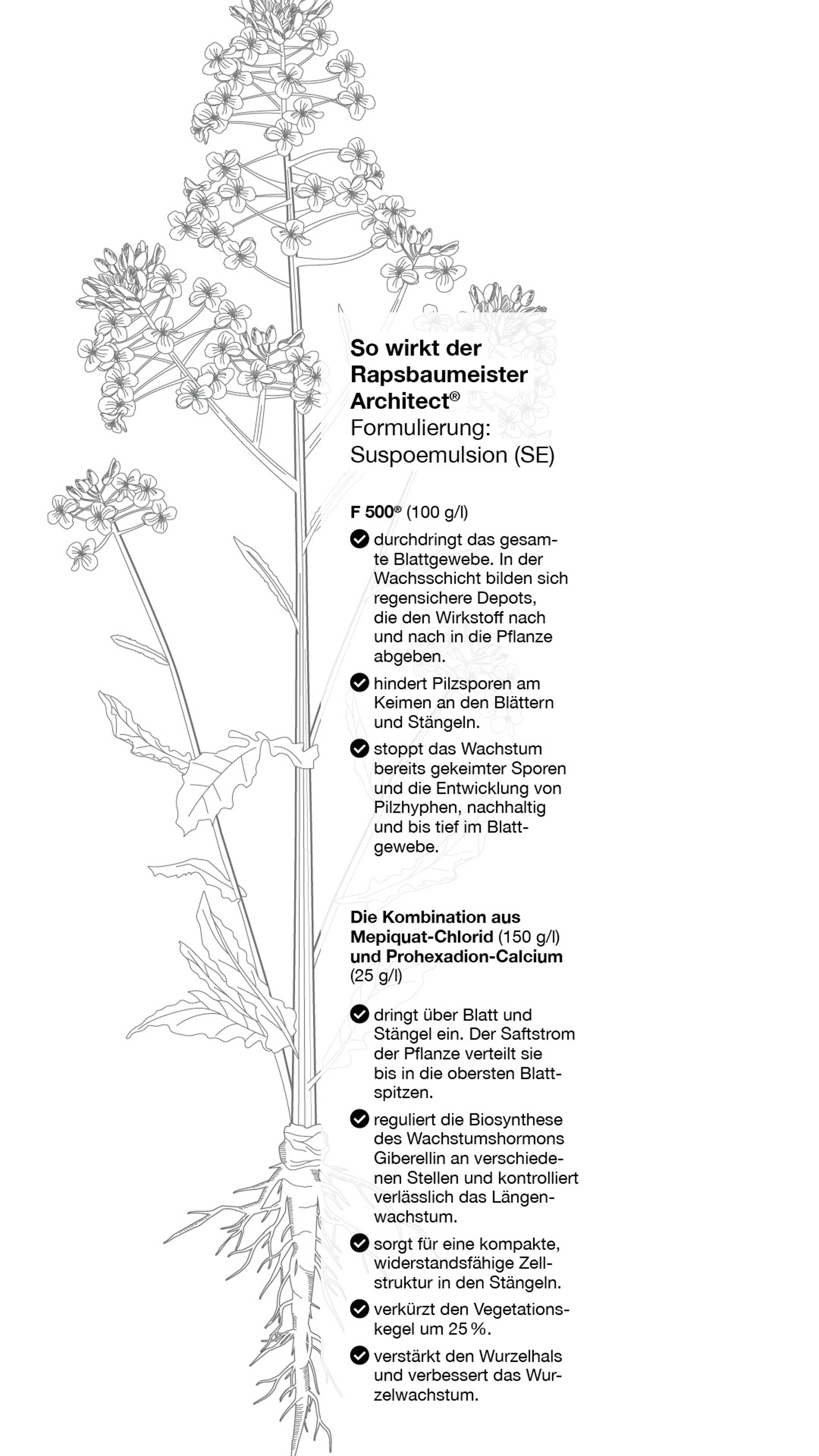 Illustration einer Raps-Pflanze mit beschrifteten Wirkmechanismen des Produkts Architect®, inklusive fungizider Wirkung von F 500® und wachstumsregulierender Effekte durch Mepiquat-Chlorid und Prohexadion-Calcium.