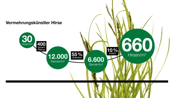 Vermehrungsverlauf der Hirse mit Angaben zur Samenproduktion, Keimrate und Dichte pro Quadratmeter.