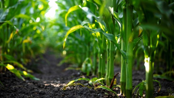 Maispflanzen aus Bodenperspektive mit Fokus auf gesunde, kräftige Stängel in einer Reihe.