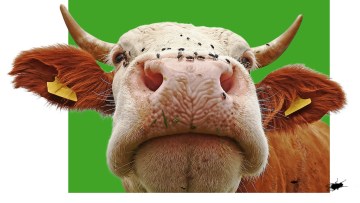 Schluss mit dem Ssssstress!