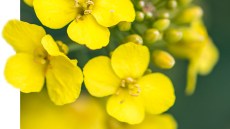 Kein Grund, schwarz(weiß) zu sehen 