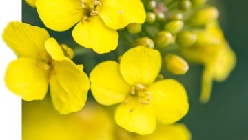 Kein Grund, schwarz(weiß) zu sehen 