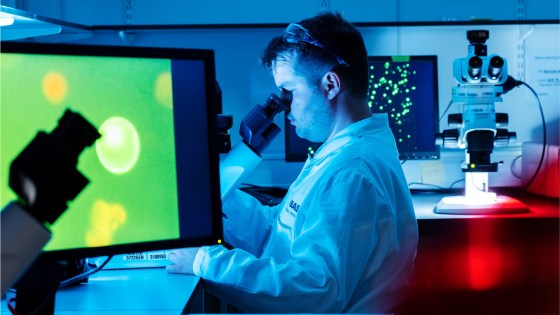 Forscher im Labor betrachtet Probe durch Mikroskop, auf Monitoren leuchtende Zellen sichtbar.