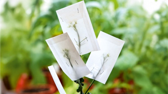 Forscher in BASF-Kittel arbeitet knieend in einem geschützten Versuchsfeld mit Raps und weißen Netzen.