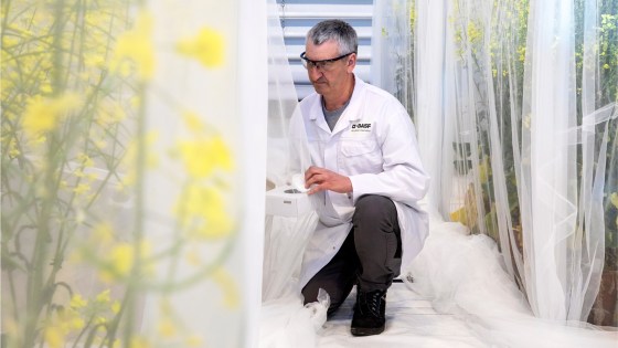 Forscher in BASF-Kittel arbeitet knieend in einem geschützten Versuchsfeld mit Raps und weißen Netzen.