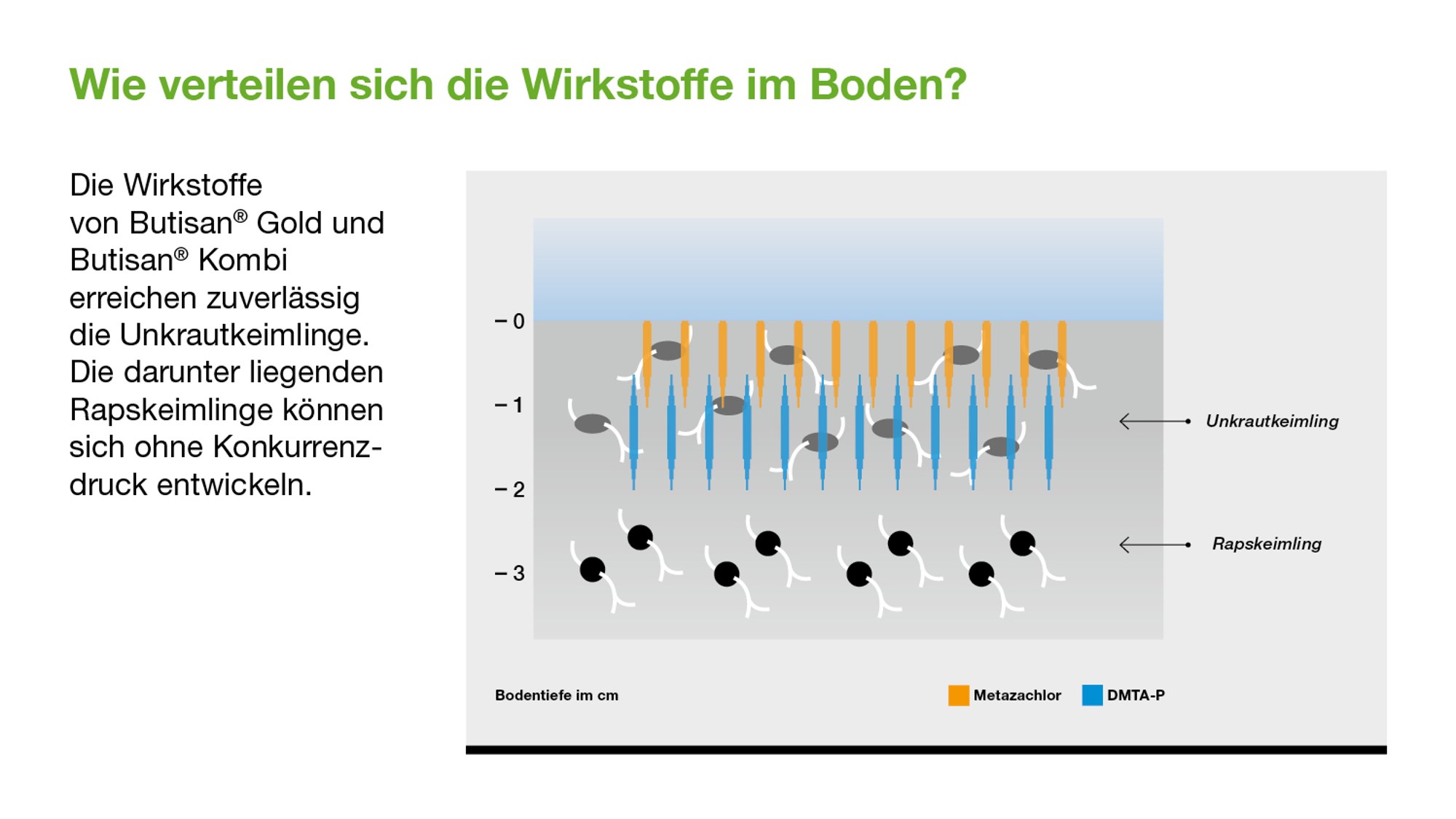 Grafik zeigt, wie Herbizide im Boden wirken: Unkrautkeimlinge werden erreicht, Rapskeimlinge bleiben geschützt.