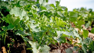 Beim Raps klappt’s!