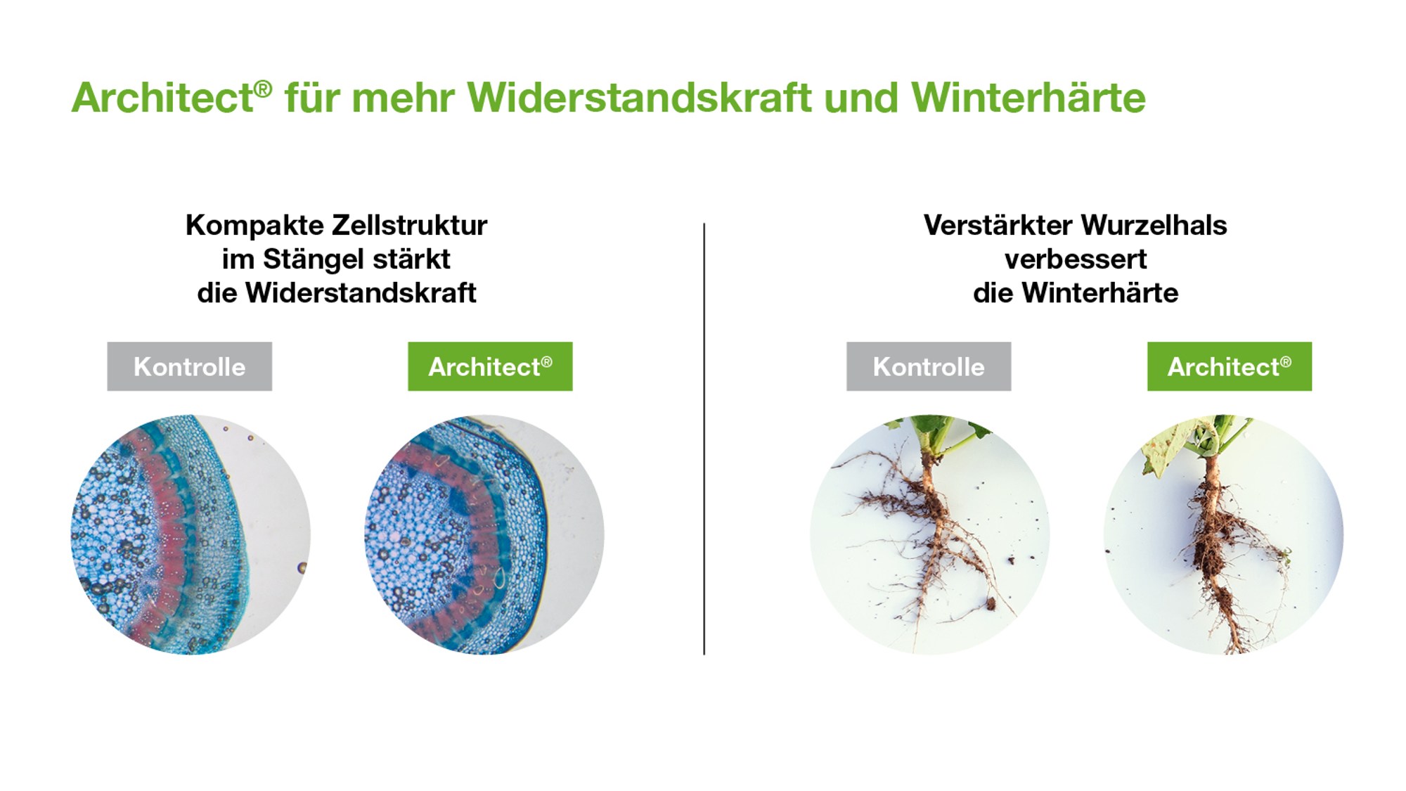 Vergleich zwischen Kontrolle und Architect®: kompakte Zellstruktur und stärkerer Wurzelhals für Winterhärte.