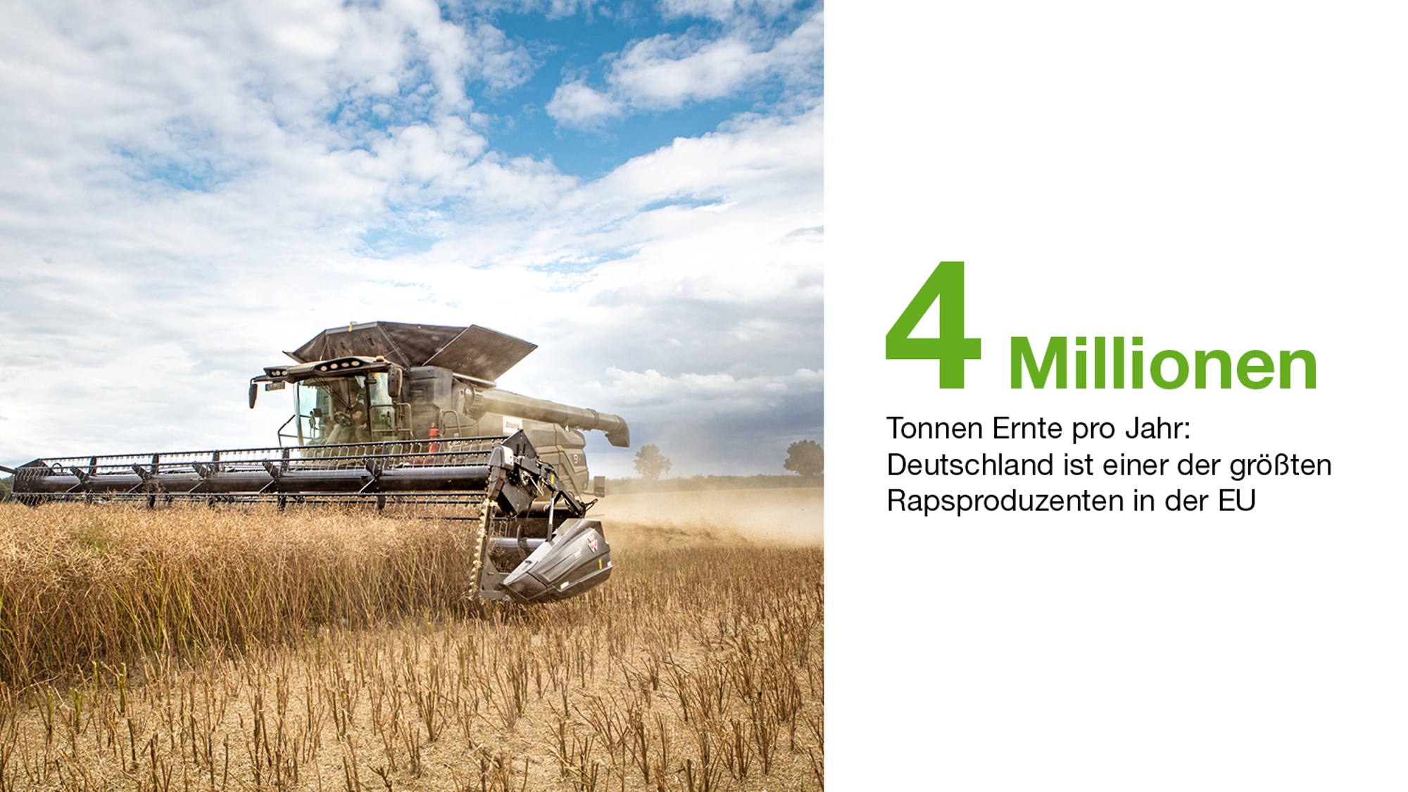 Mähdrescher erntet reifes Rapsfeld unter blauem Himmel – Deutschland produziert 4 Mio. Tonnen Raps pro Jahr.
