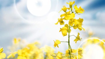 Raps ist Opfer und Retter zugleich