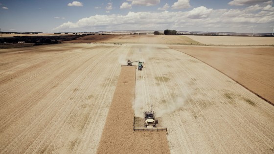 Hohe Rapserträge erfordern konsequentes Handeln