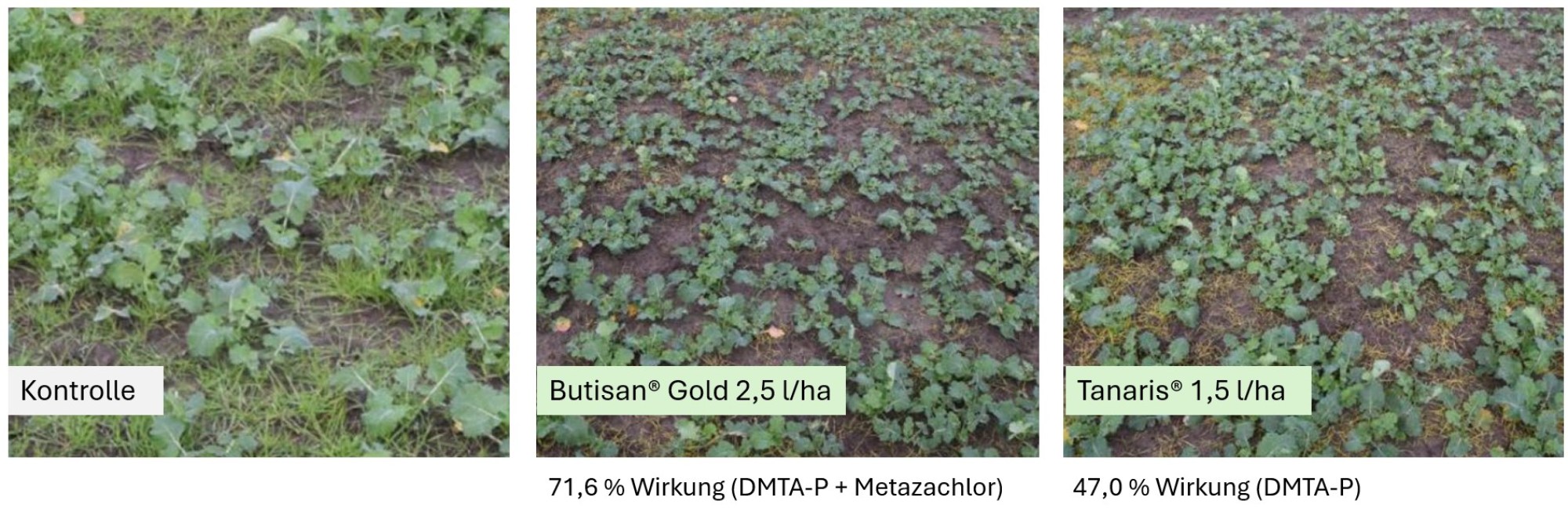 Vergleichsfoto: Kontrollfläche, Butisan Gold 2,5 l/ha, Tanaris 1,5 l/ha – Wirkung auf Unkrautbesatz im Raps