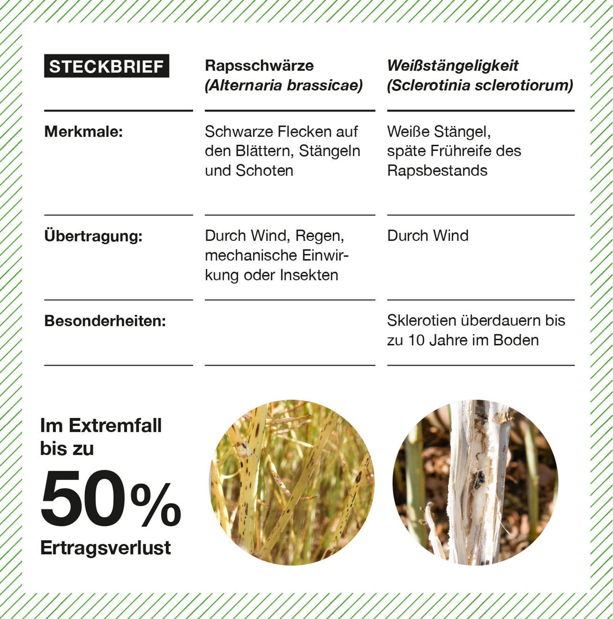 Infografik mit Steckbrief zu Rapsschwärze (Alternaria brassicae) und Weißstängeligkeit (Sclerotinia sclerotiorum), inkl. Symptomen, Übertragung und Ertragsverlustpotenzial bis zu 50 %.