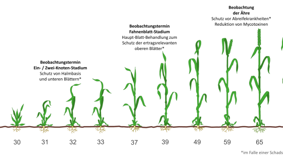 Grafische Darstellung der Wachstumsstadien von Getreide mit BBCH-Codes und Beobachtungsterminen zur Krankheitsbekämpfung.
