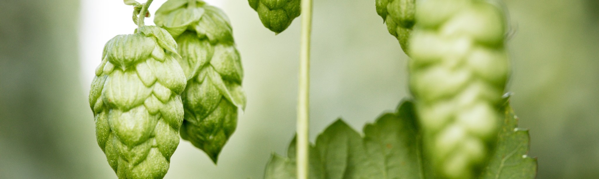 Hopfen BASF Agricultural Solutions