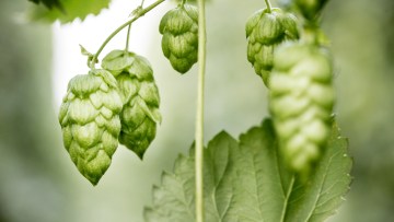 Hopfen 