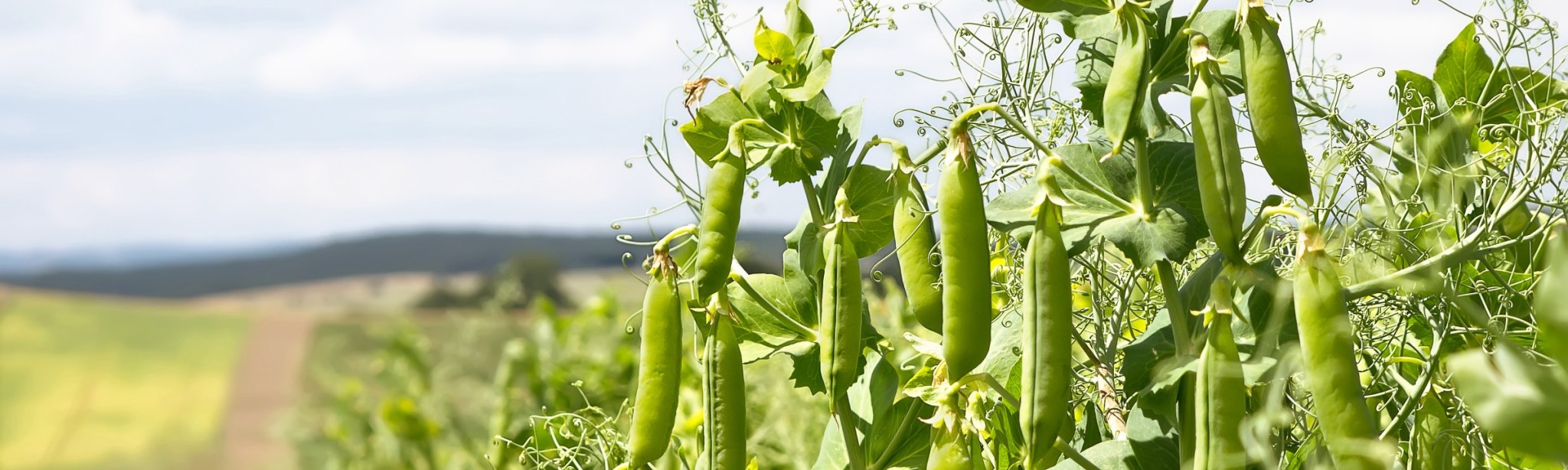 Leguminosen BASF Agricultural Solutions Deutschland