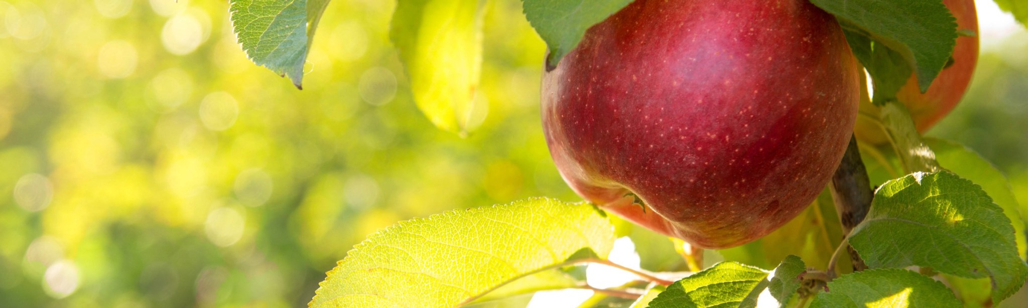Obst BASF Agricultural Solutions Deutschland