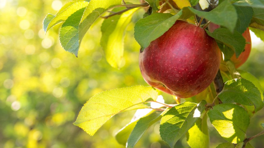 LaubwandflächenRechner I BASF Agricultural Solutions DE