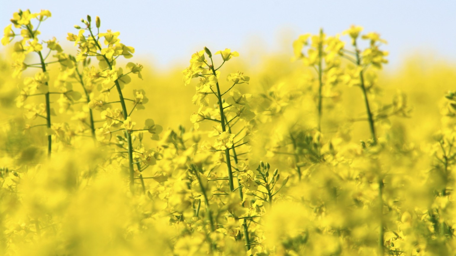 Was Ist Der Unterschied Zwischen Rapsöl Und Rapskernöl Raps - Agricultural Solutions