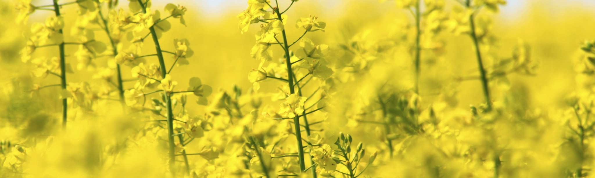Raps BASF Agricultural Solutions