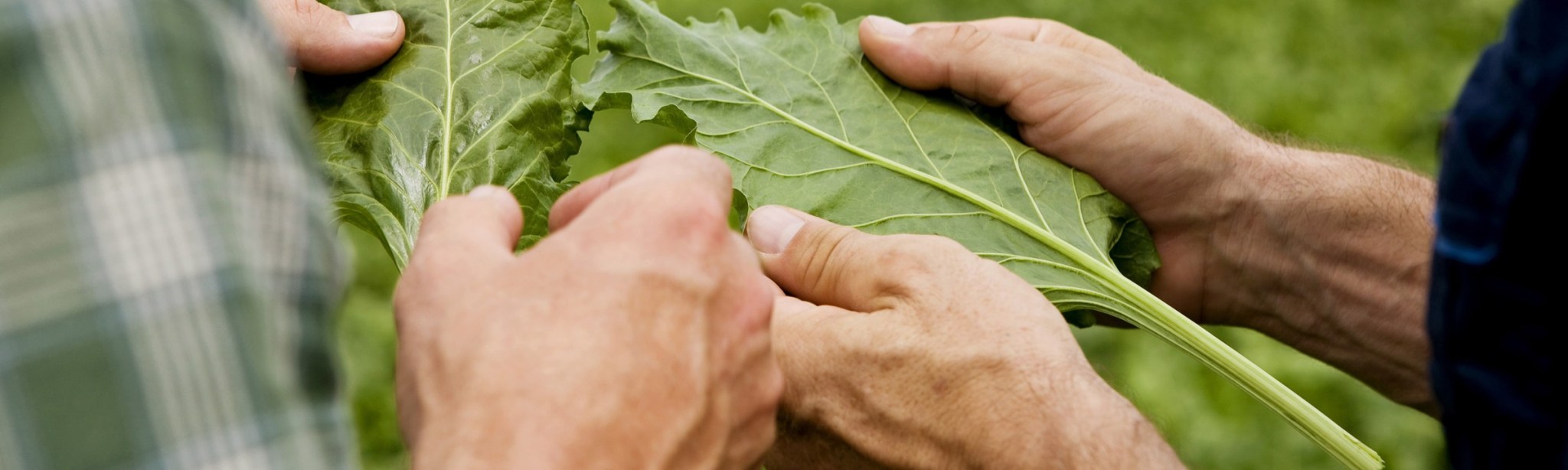 Rüben BASF Agricultural Solutions