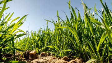 Getreide: Stabil und standsicher bis zur Ernte