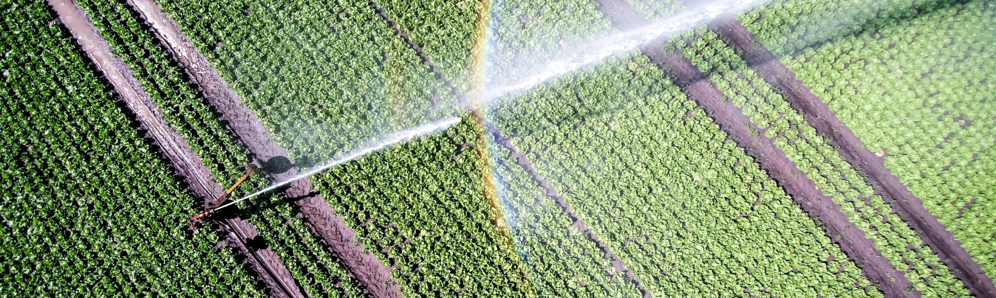 Aktuelle News, Veranstaltungen und Aktionen zu BASF Agricultural Solutions Deutschland