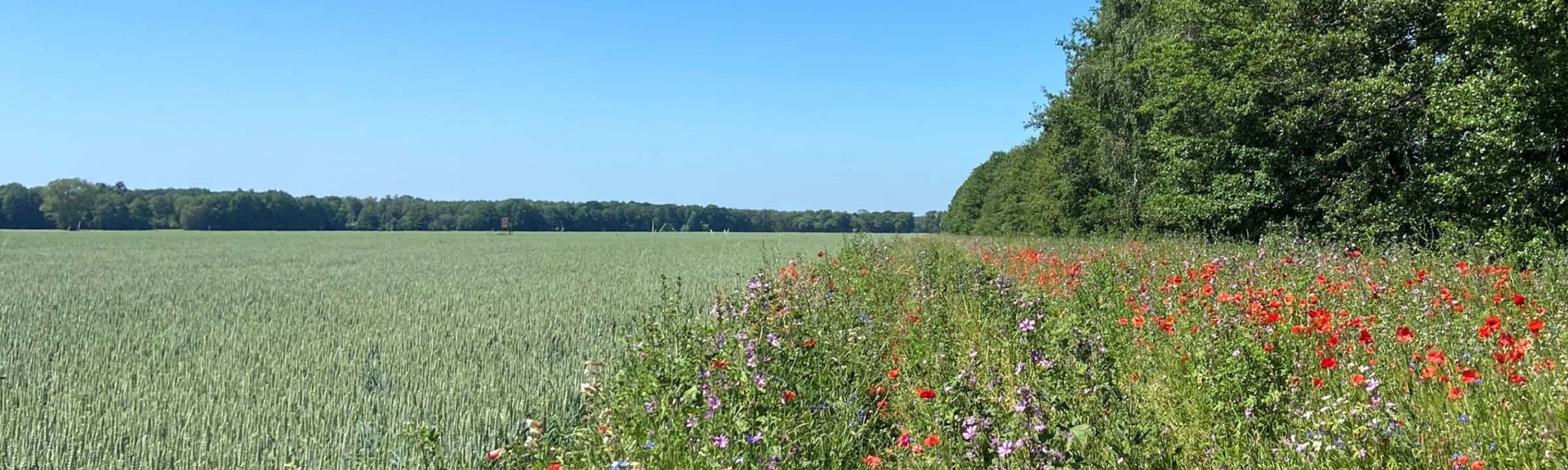 Blühstreifen neben Getreidefeld