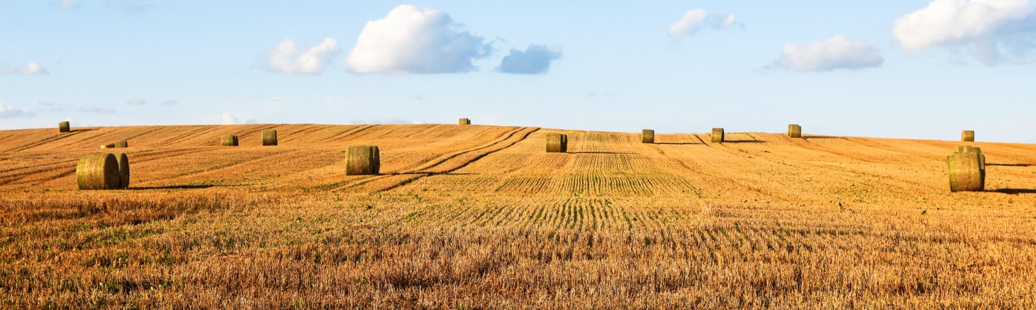 Kulturen BASF Agricultural Solutions