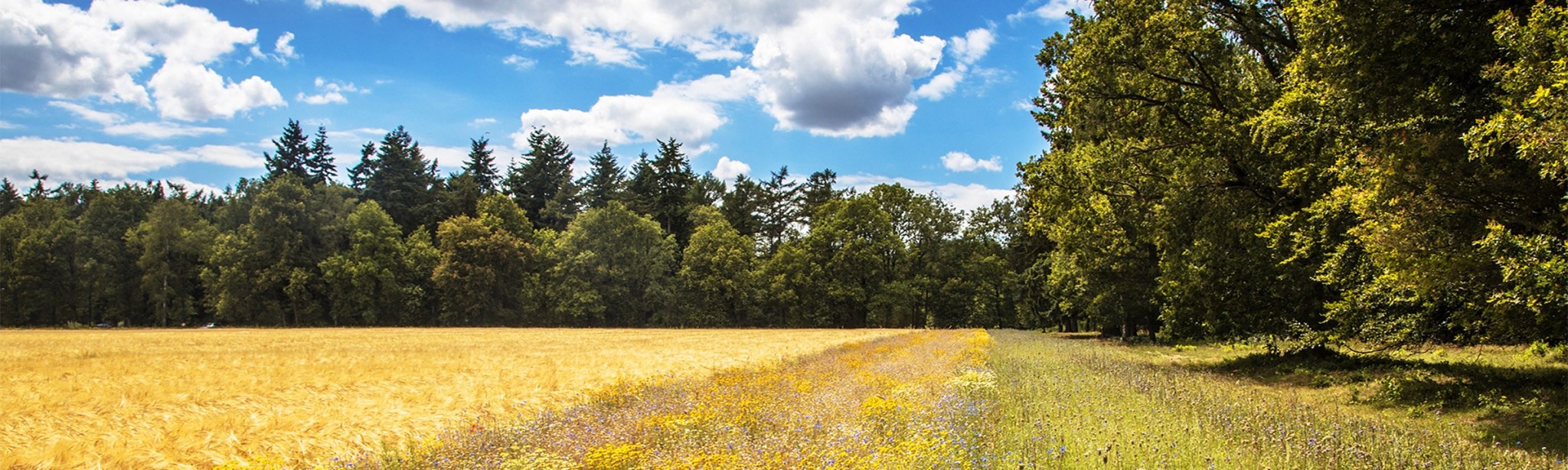 Presse BASF Agricultural Solutions