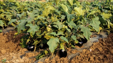 Aubergine