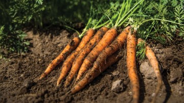 Wurzel- und Knollengemüse