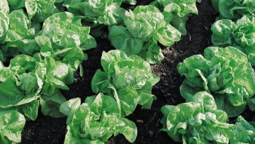 Baby-Leaf-Salate