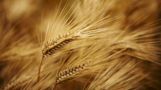 Getreide: Bessere Braugerste
