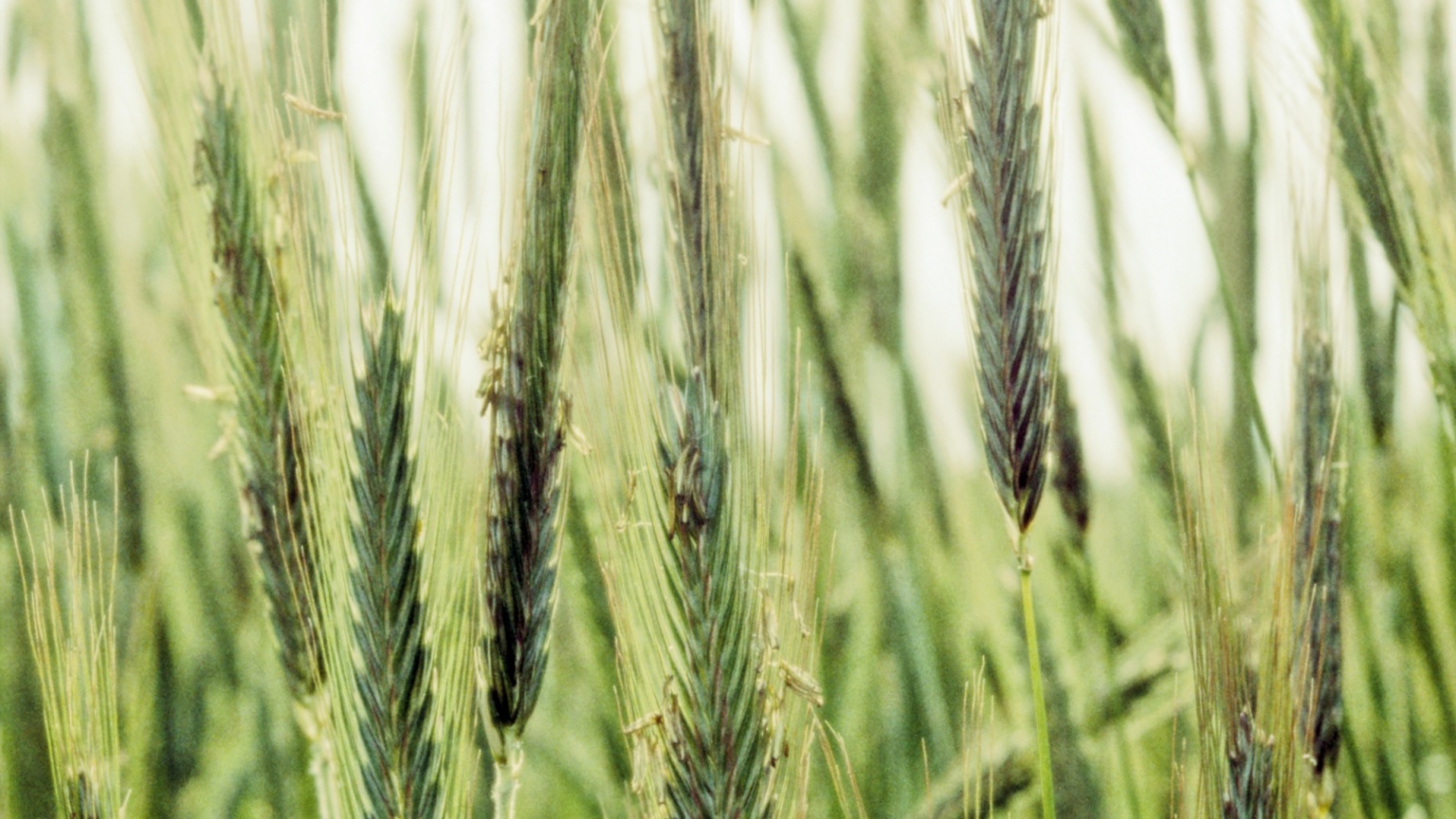 Sommerroggen Agricultural Solutions