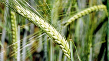 Wintertriticale