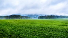 Getreide: Unkrautbekämpfung - Starke Wirkung im Frühjahr