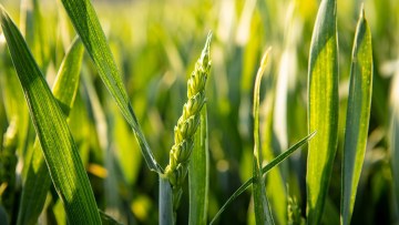 Umfassenden Krankheitsschutz in Getreide-Beständen sicherstellen