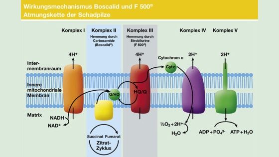 Der Wirkungsmechanismus von Boscalid und F 500® als Atmungskette der Schadpilze