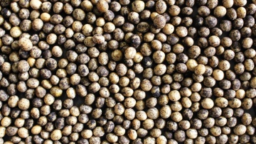Leguminosen: Tipps zum Beimpfen I BASF Agrar