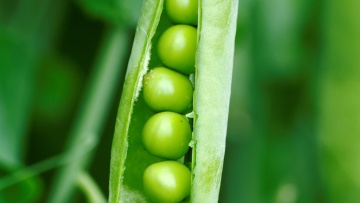 Futtererbse