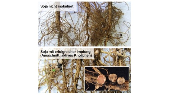 Soja nicht inokuliert im Vergleich zu Soja mit erfolgreicher Impfung