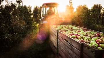 Wuchs- und Ertragsregulierung im Obstbau