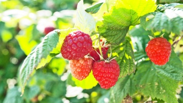 Himbeerartiges Beerenobst